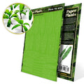 GSW 10374 Paper Plants Musa Palm