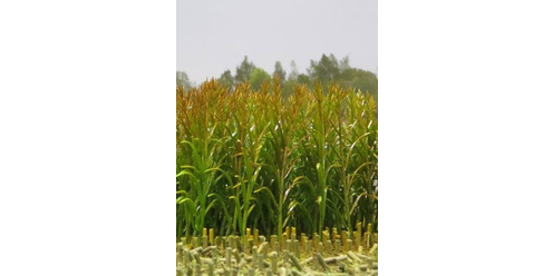 Juweela Corn Crops Green 1/32, 1/35 50pcs.