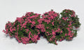 Flowering Shrubs Pink 1/35